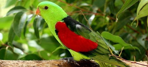 Birdworld Kuranda - Accommodation in Surfers Paradise 0