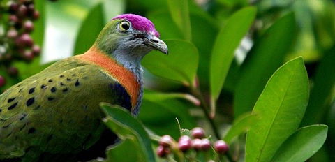 Birdworld Kuranda - Accommodation in Surfers Paradise 1