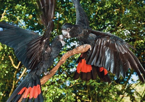 Birdworld Kuranda - Accommodation in Surfers Paradise 2