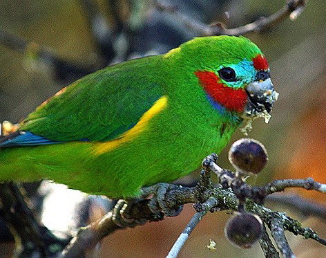 Birdworld Kuranda - Accommodation in Surfers Paradise 3