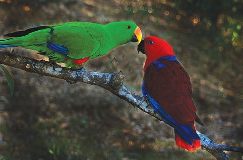 Birdworld Kuranda - Accommodation in Surfers Paradise 5