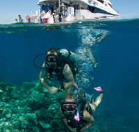 Down Under Cruise and Dive - Accommodation in Surfers Paradise
