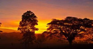 Ingan Tours - Spirit Of The Rainforest Tour - Accommodation in Surfers Paradise 3