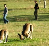 Araucaria Ecotours - Accommodation in Surfers Paradise