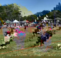 Dogs in the Park Orange - Accommodation in Surfers Paradise