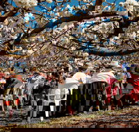 Young Cherry Blossom Long Lazy Lunch - Accommodation in Surfers Paradise