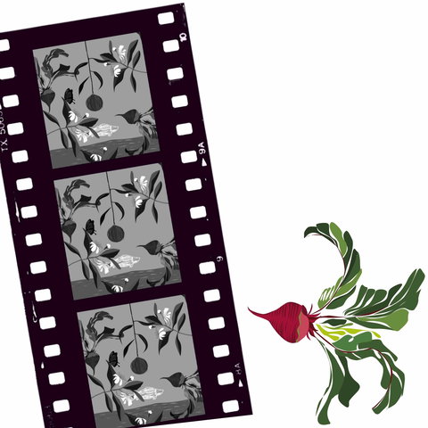 Oseanica Film Project - Accommodation in Surfers Paradise 0