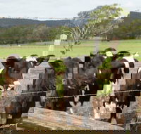 Bandon Grove Farm Tours - Accommodation in Surfers Paradise
