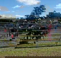 Dungog Team Penning - Accommodation in Surfers Paradise