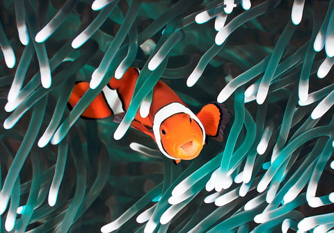 Great Barrier Reef Masters Games - Accommodation in Surfers Paradise 1