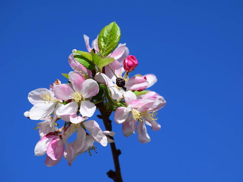 Spring Time At Hunter Valley Gardens - Accommodation in Surfers Paradise 0