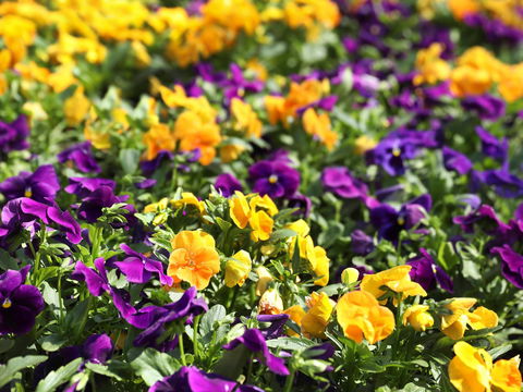 Spring Time At Hunter Valley Gardens - Accommodation in Surfers Paradise 2