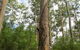 RAC Karri Valley Resort - thumb 1