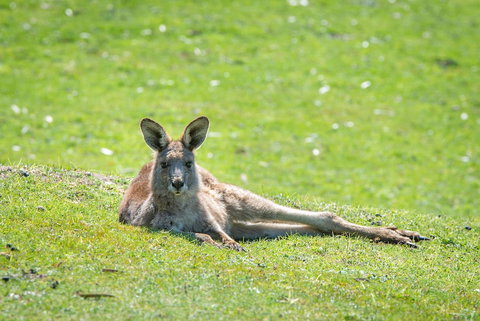 Halls Gap Motel - Accommodation in Surfers Paradise 5