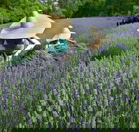 Lavandula Swiss Italian Farm - Accommodation in Surfers Paradise