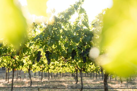 Sandalford Wines - Margaret River - Accommodation in Surfers Paradise 2
