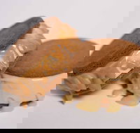 Gelato Messina - South Brisbane - Accommodation in Surfers Paradise