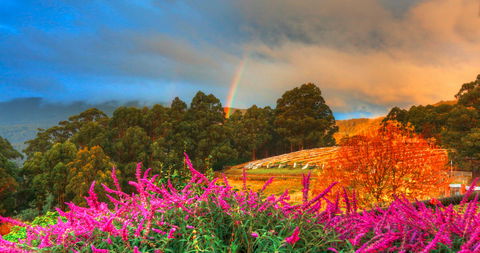 Hartzview Vineyard Heritage Pickers Hut Village - Accommodation in Surfers Paradise 2