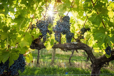 Ross Hill Wines - Accommodation in Surfers Paradise 1