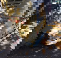 Kombi Koffein - Accommodation in Surfers Paradise