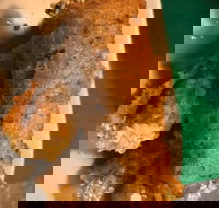 Kappaya - Accommodation in Surfers Paradise