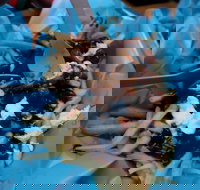 Two Hands Bar - Accommodation in Surfers Paradise