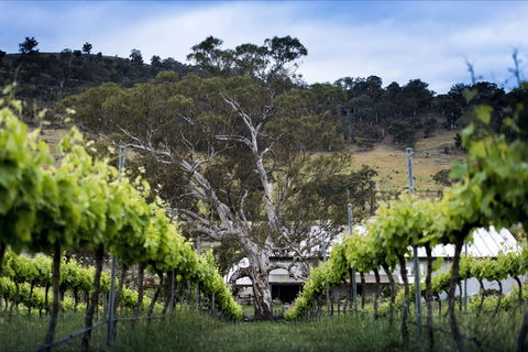 Mount Majura Vineyard - Accommodation in Surfers Paradise 0