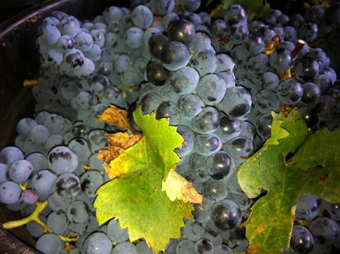 Faisan Estate Wines - Accommodation in Surfers Paradise 0