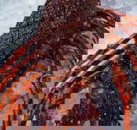 Lobster Shack Tasmania - Accommodation in Surfers Paradise