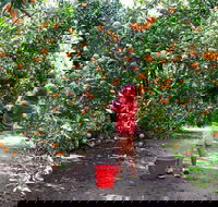 Fords Farm - Accommodation in Surfers Paradise