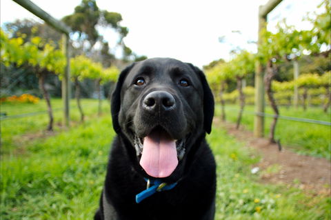 Every Man And His Dog Vineyard - Accommodation in Surfers Paradise 0