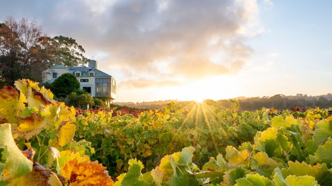 Hahndorf Hill Winery - Accommodation in Surfers Paradise 0