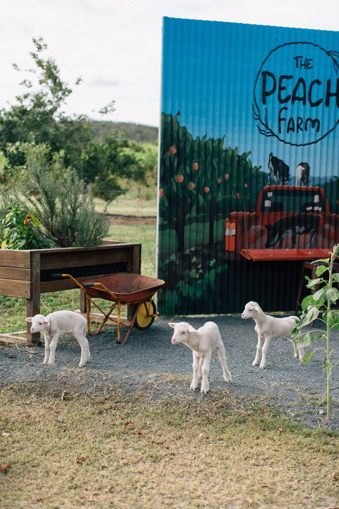 The Peach Farm - Accommodation in Surfers Paradise 2