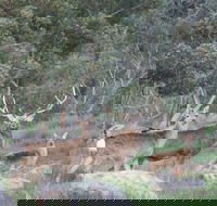 Hahndorf Venison - Accommodation in Surfers Paradise