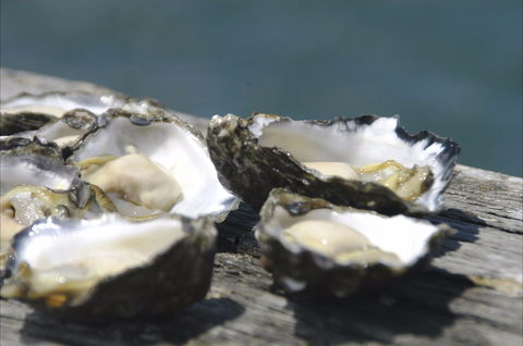 Jim Wild's Oyster Service - Accommodation in Surfers Paradise 0