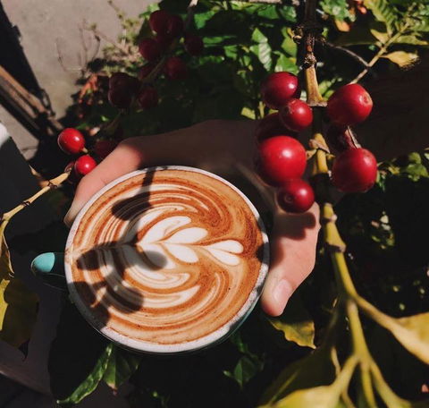 Homegrown Cafe - Accommodation in Surfers Paradise 10