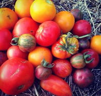 The Seasonal Garden Cafe - Accommodation in Surfers Paradise