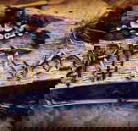 Driftwood Cafe - Accommodation in Surfers Paradise