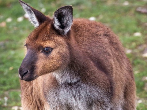 Mercure Kangaroo Island Lodge - Accommodation in Surfers Paradise 15
