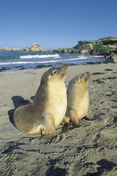 Kangaroo Island Seafront - Accommodation in Surfers Paradise 40