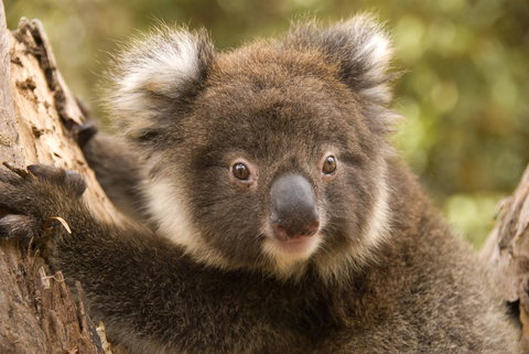 Kangaroo Island Seafront - Accommodation in Surfers Paradise 39