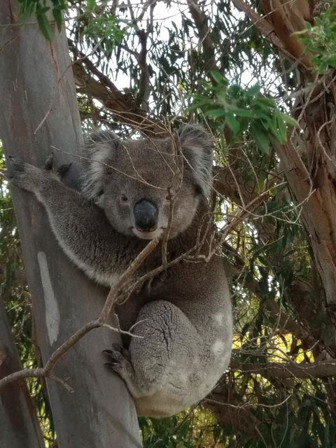Lost In The Vines - Accommodation in Surfers Paradise 29