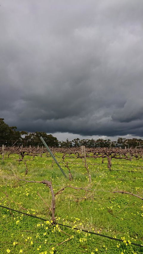 Lost In The Vines - Accommodation in Surfers Paradise 27