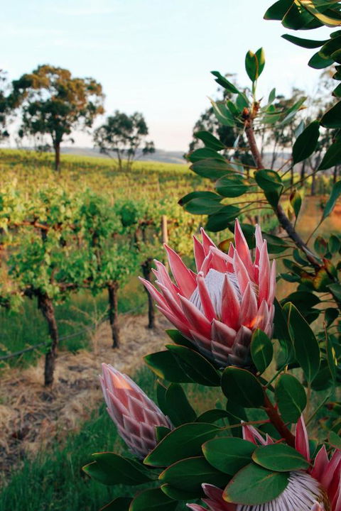Lost In The Vines - Accommodation in Surfers Paradise 14