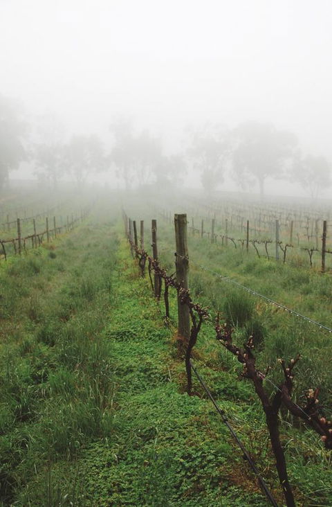 Lost In The Vines - Accommodation in Surfers Paradise 15