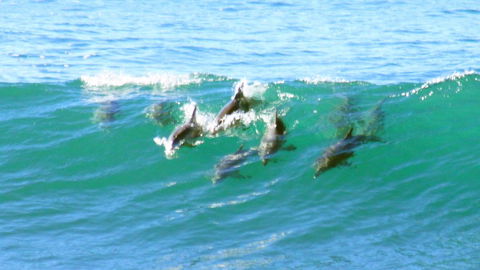 Mollymook Beach Waterfront - Accommodation in Surfers Paradise 4