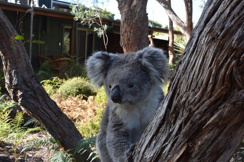 Kangaroo Island Wilderness Retreat - Accommodation in Surfers Paradise 6