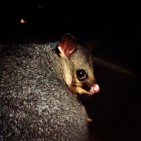 Kangaroo Island Wilderness Retreat - Accommodation in Surfers Paradise 36