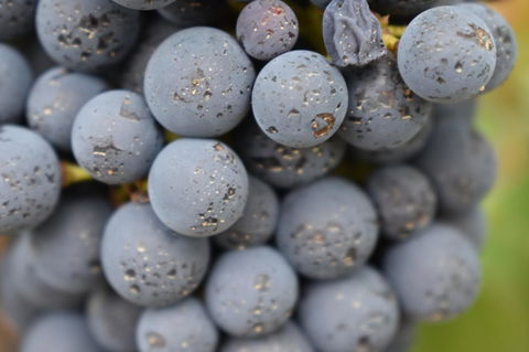 A Coonawarra Experience - Accommodation in Surfers Paradise 23