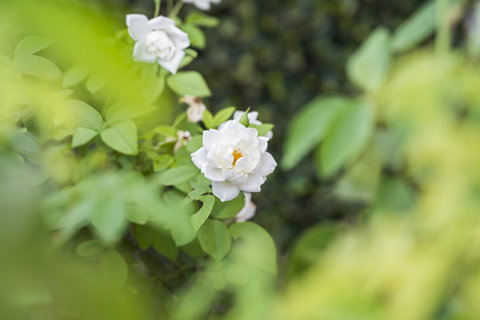 Garden City Motor Inn - Accommodation in Surfers Paradise 40